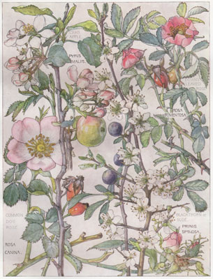 Common Dog Rose, Crab Apple, Downy-leaved Rose, Blackthorn or Sloe